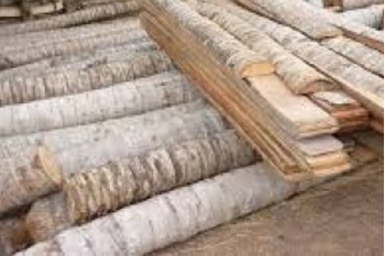 CỪ DỪA 5 - 7 MÉT